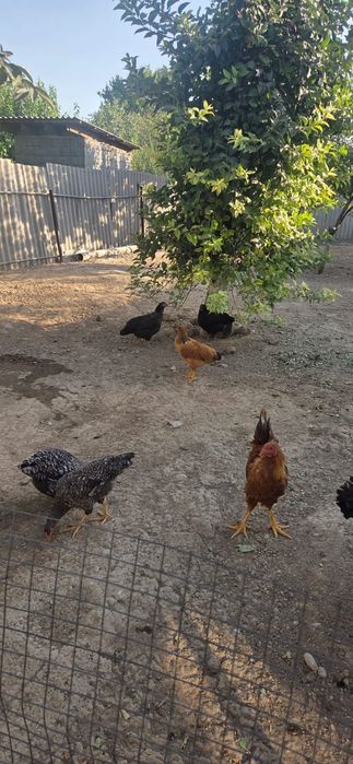 Продам дамашный куры +петух