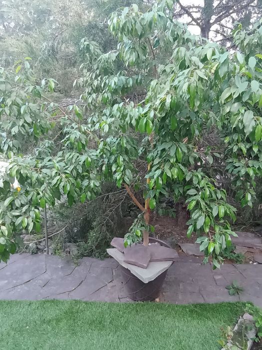 Продам цветок фикус Бенджамина