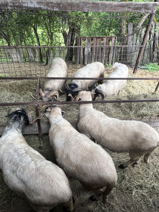 Vând noatini , în viu sau tăiați , preț per kilogram in detalii .