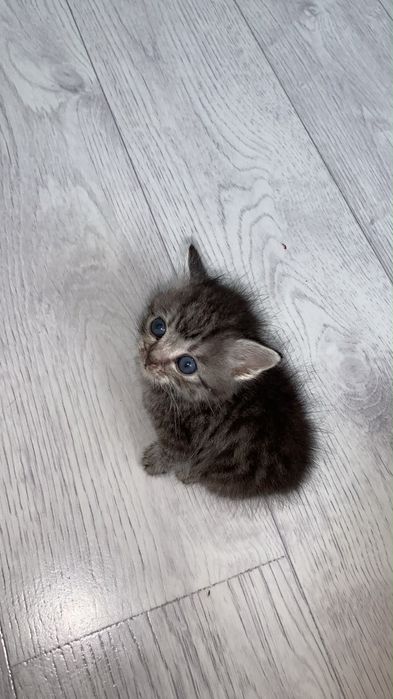 Отдам котят в хорошие руки