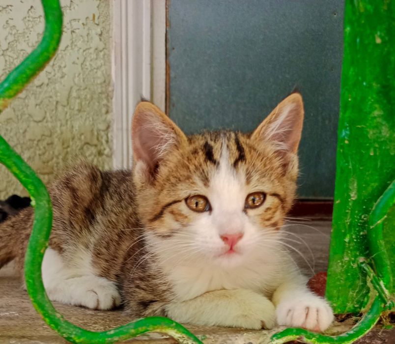 Котята,мальчики,девочки