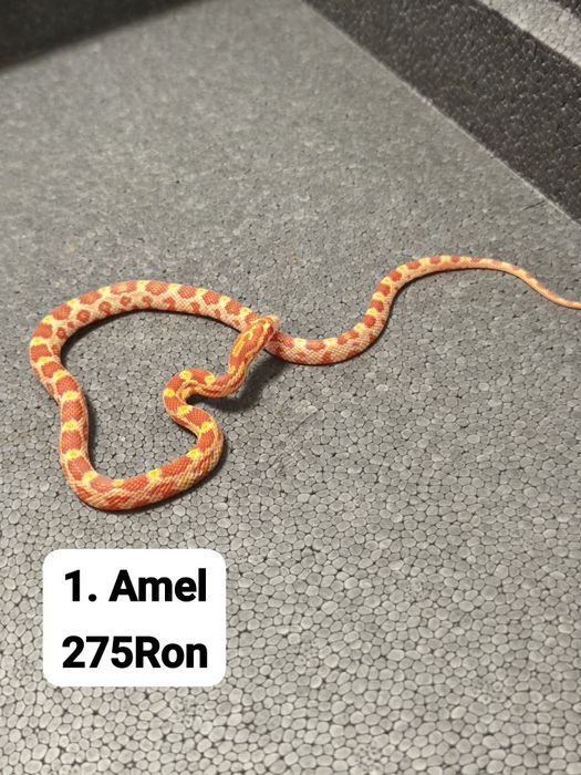 Sarpe Corn Snake 
Docili , perfecti pentru incepatori , mananca