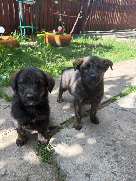 Dau căței spre adopție în județul Iași
