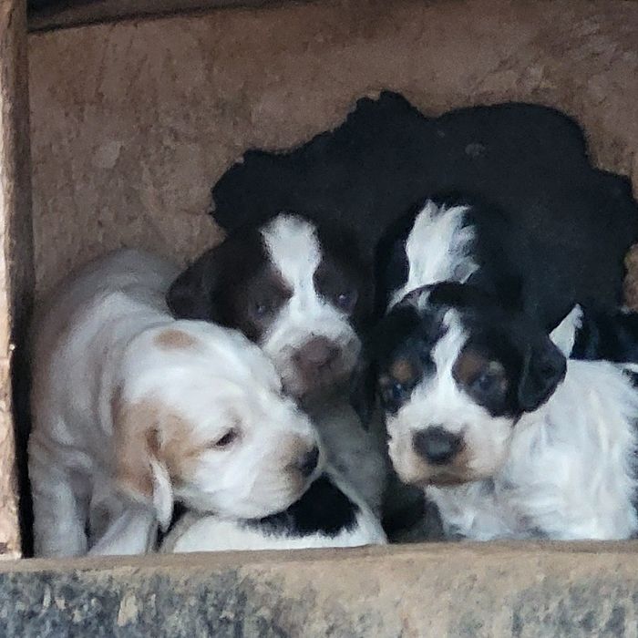 Продам охотничий шенки