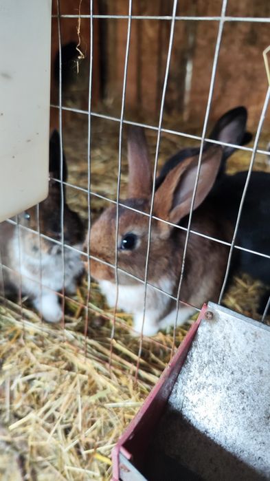 Iepurași de toate varstele.