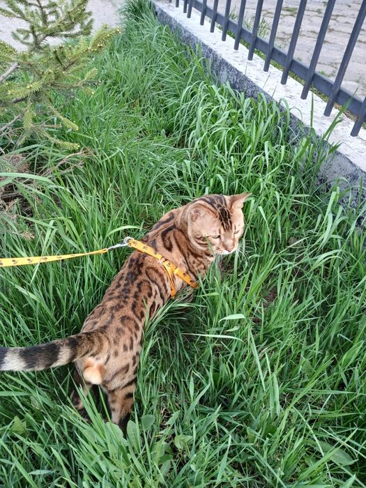 Бенгальский  продам