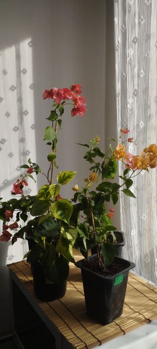 Бугенвиллии разные.