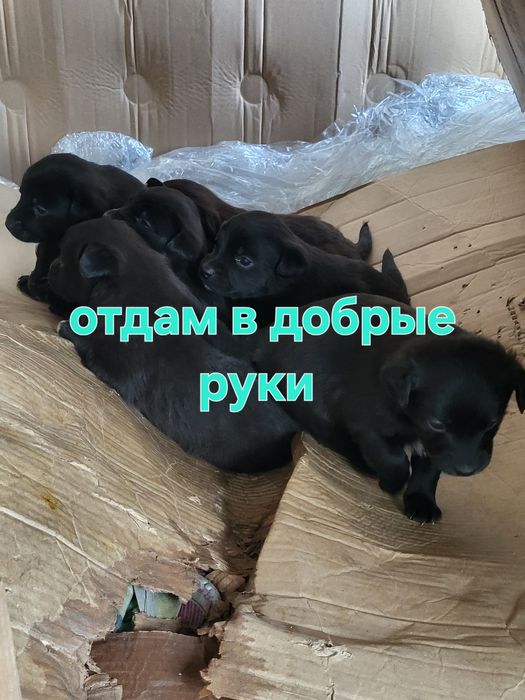 Отдам в добрые руки