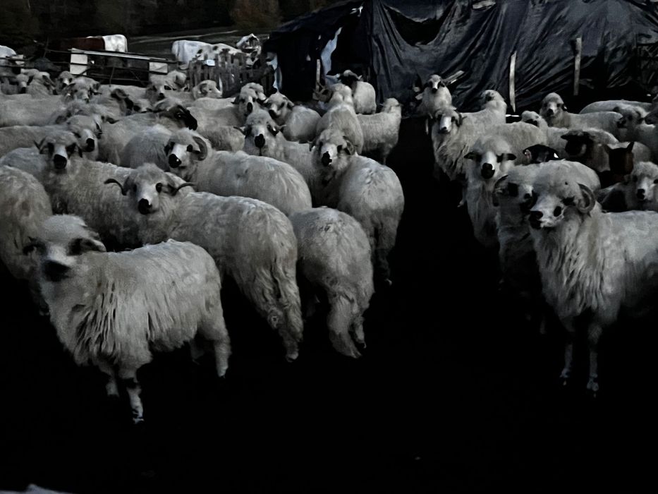 Vând oi și capre productive si tinere