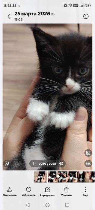 Котята, отдам в добрые руки