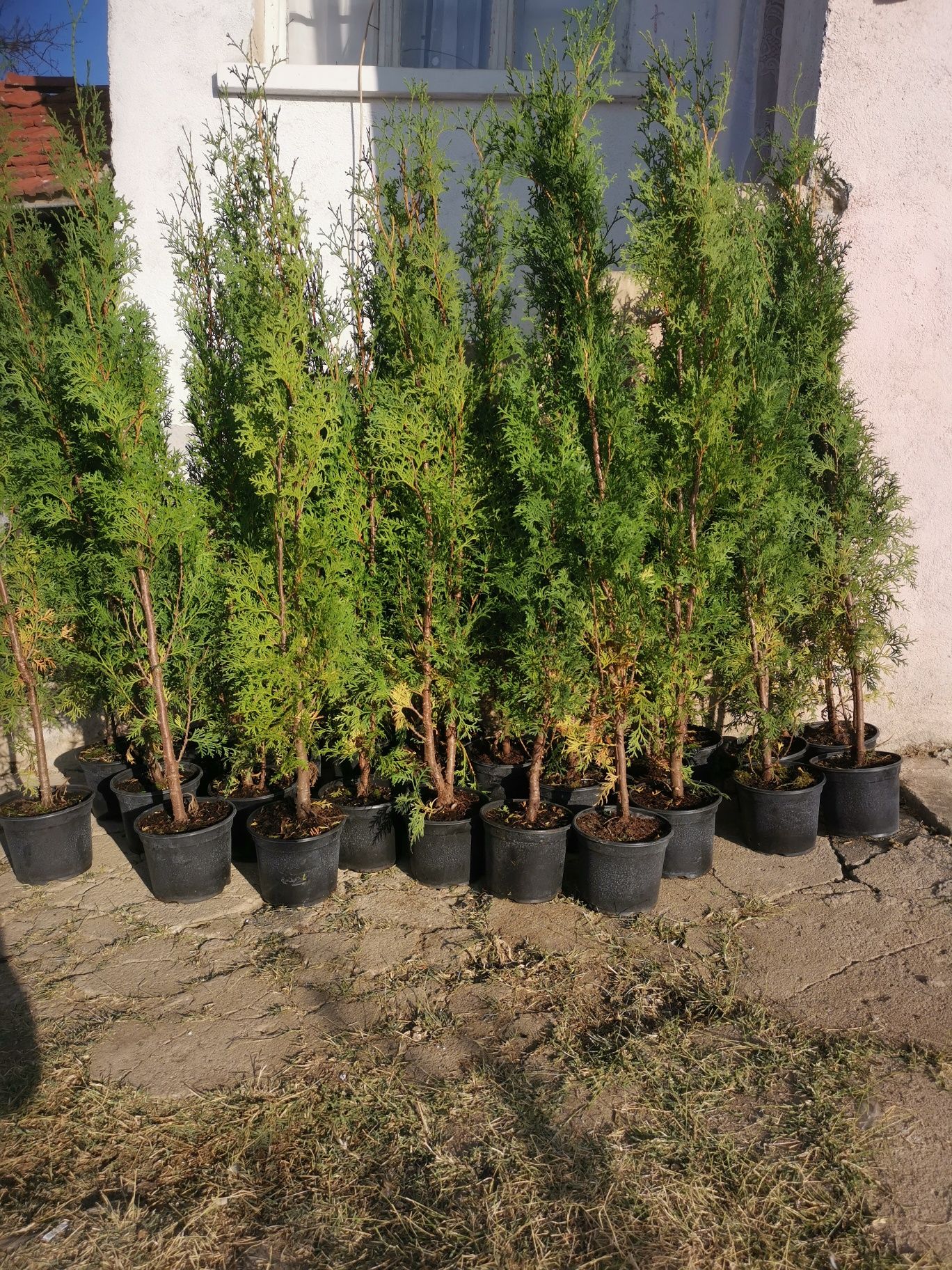 Туя фастигията 1.50 см до 1.60см цена 12 лева с. Братя Кунчеви • OLX.bg