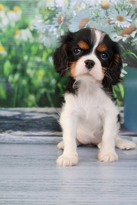 Кавалер кинг чарльз спаниель