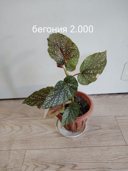 Продаются домашние цветы