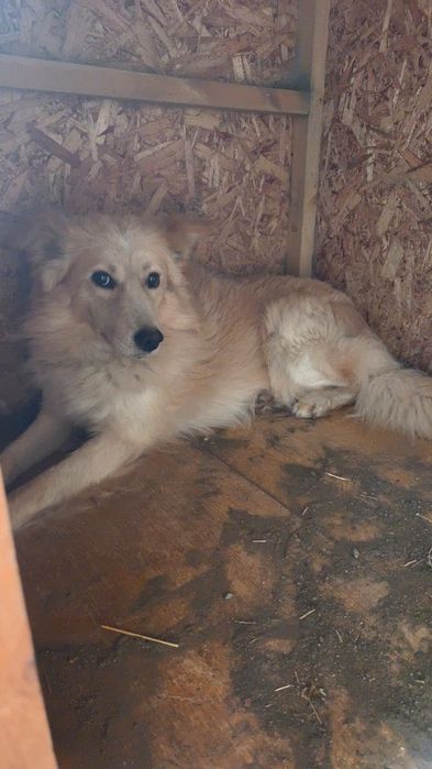 Отдаем молодого здорового пса в добрые руки