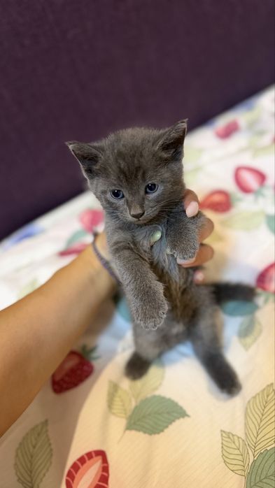 Отдаю котят бесплатно!