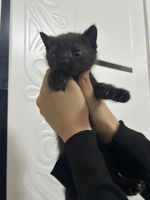 Срочно отдам котенка в хорошие руки