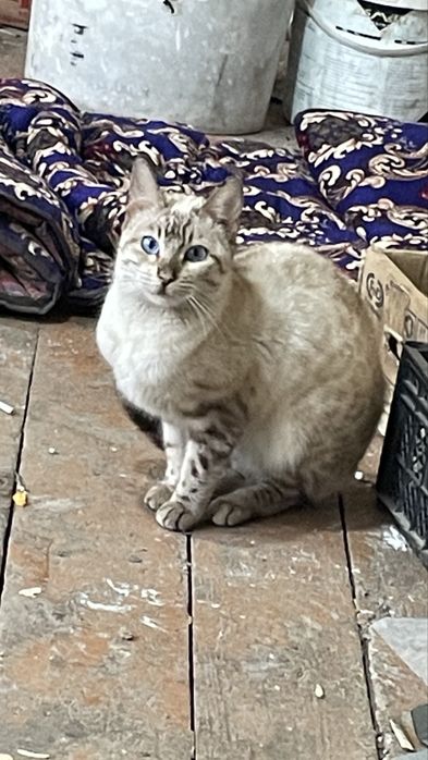 Sotiladi Siamskiy mushuk