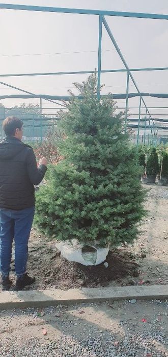 Галубаяел, Ёлка  Продается