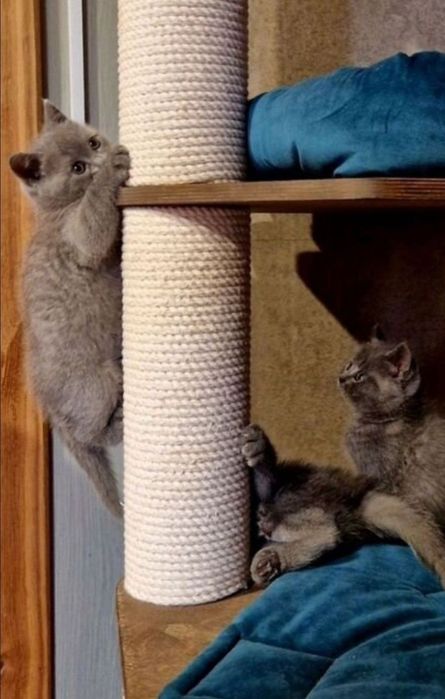 Девочки  1.5 мес ходят в лоток