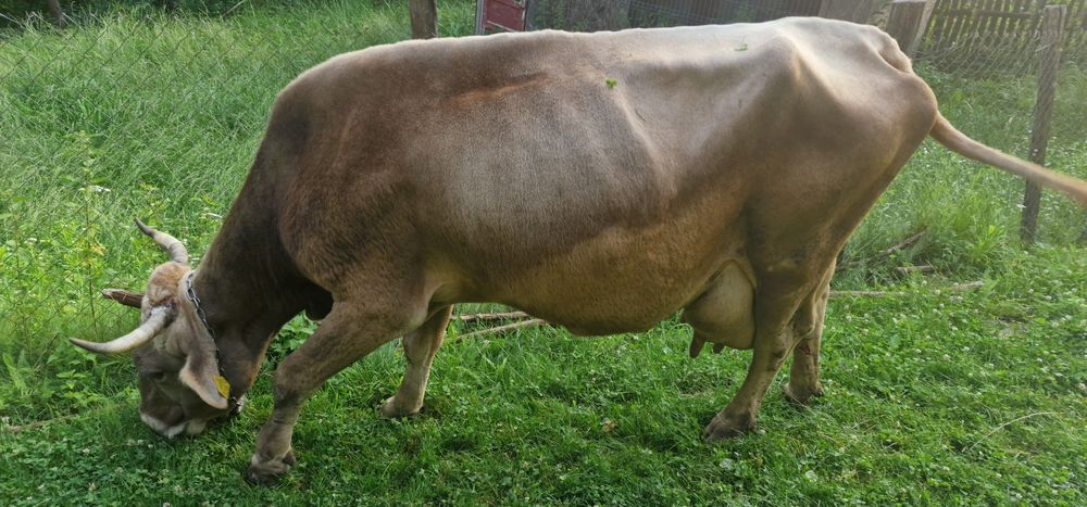 Vând vacă cu vârsta de 9 ani