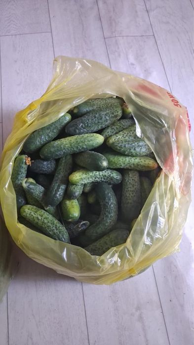 Огурца посолочные