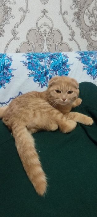 Zotdor Mushuk  yaxshi qoʻllarga sotiladi