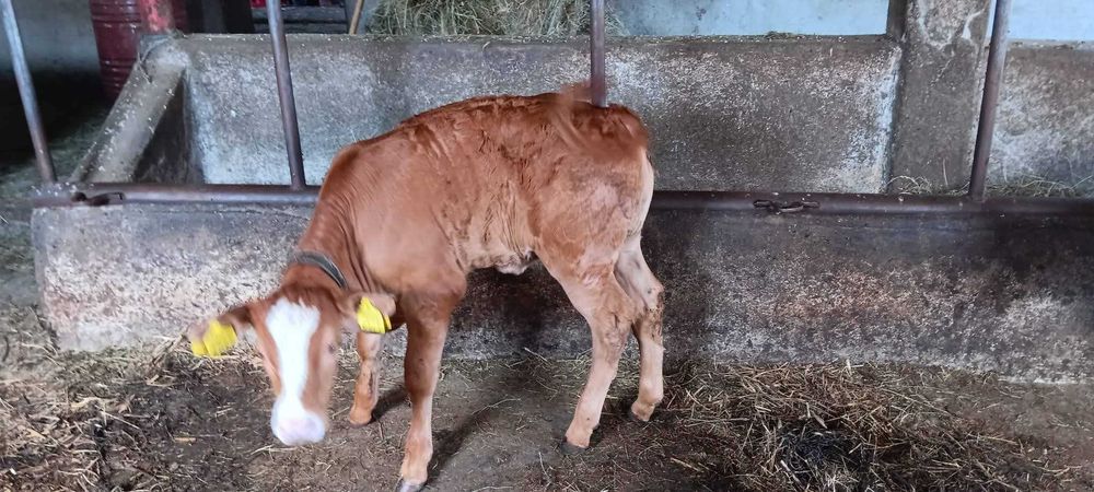 De vânzare 6 viței
