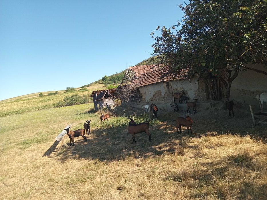 Capre de vanzare