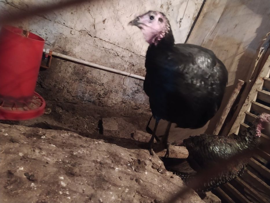 Induklar tuxumi sotiladi