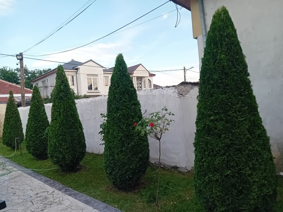 Amenajări Grădinii Craiova