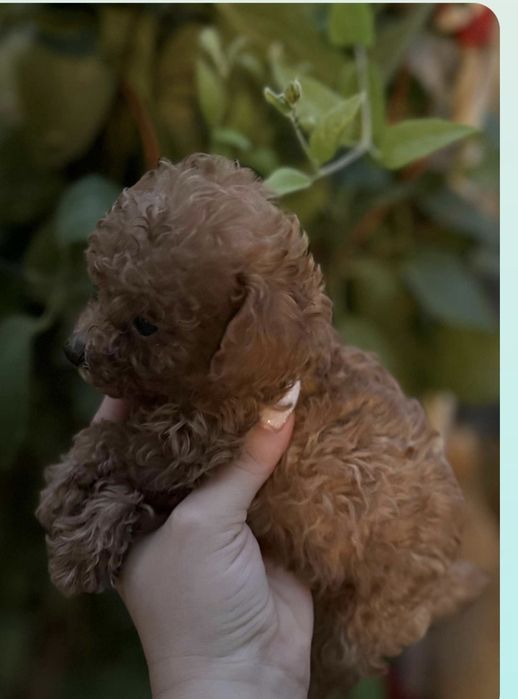 Пудел той пудел той