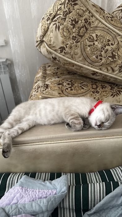 2,7 месячный котенок,девочка