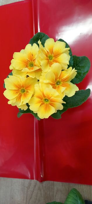 Иглика -многогодишна