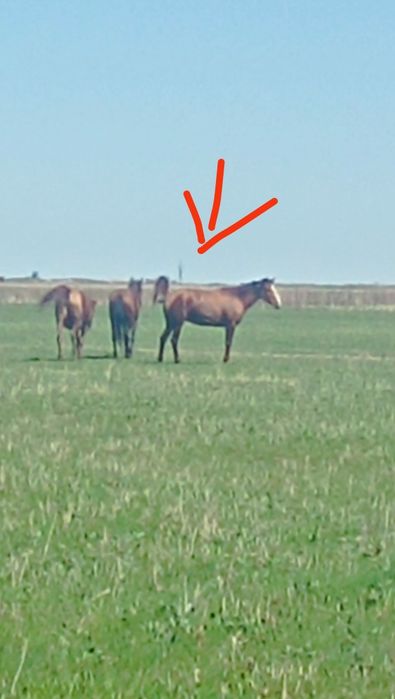 Қысыр бие сатылады