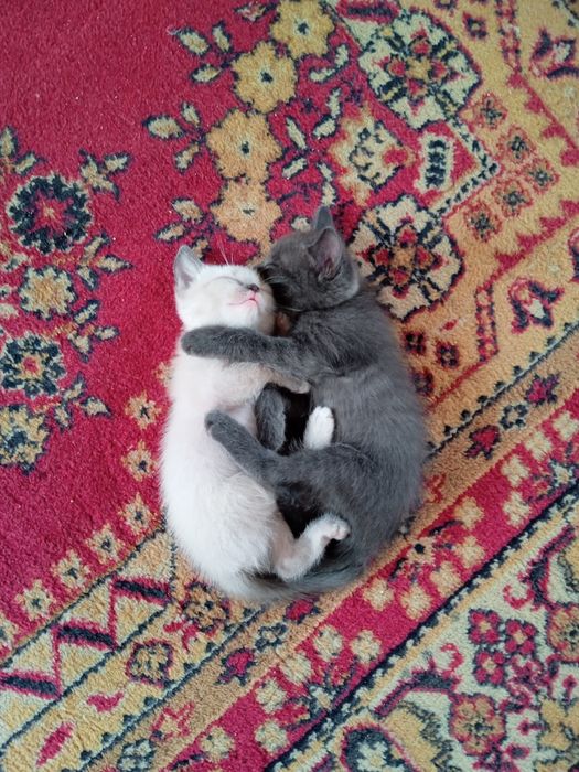 Отдам даром котят в добрые руки