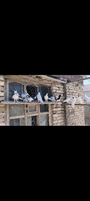 Кептерлер сатылады балапандар