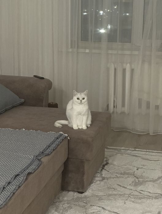 Британская шиншилла