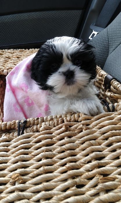 Shih Tzu talie mică mini