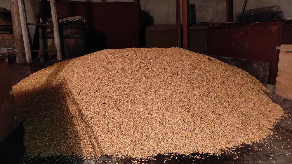 Vând Porumb Boabe recolta 2025