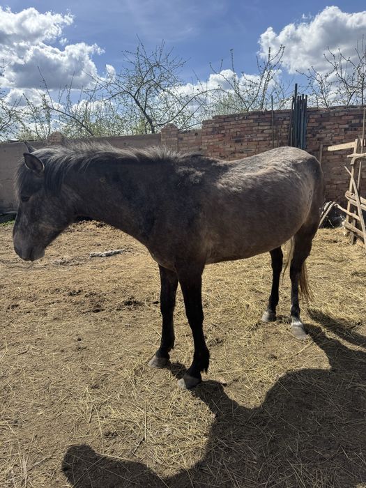 Жылқы сатылады Лошадь продается