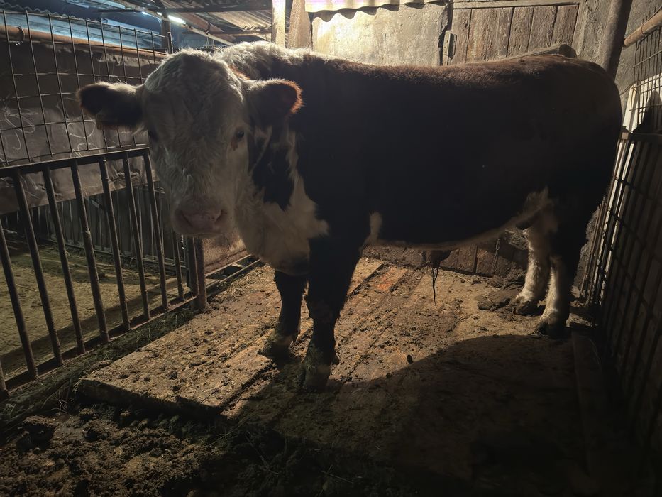 Продам бычка продам