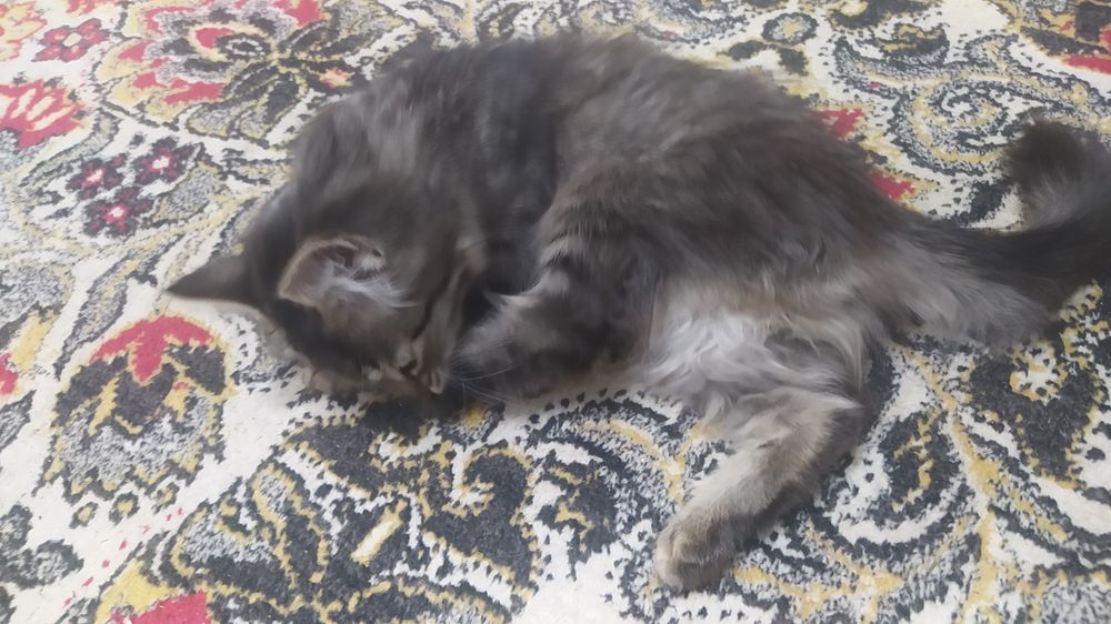 Отдаём котёнка в хорошие руки
