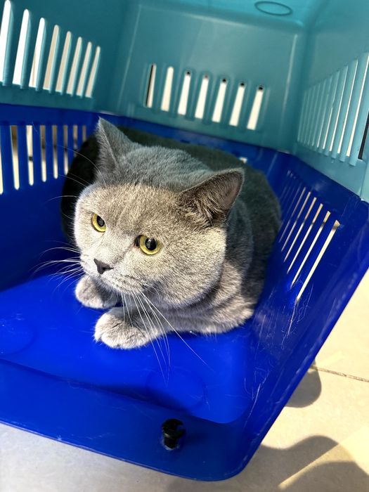 Scottish Straight mushukcha