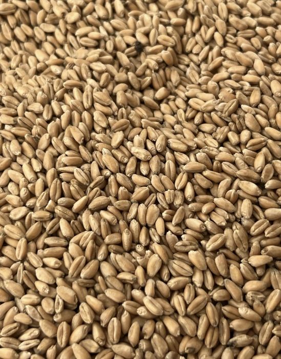 MAZĂRE SAMANTA C1,UROAIE,GRAU panaficabil și furajer