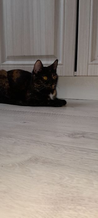 Котята бесплатно