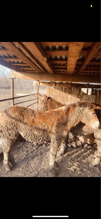 Семіз тайлар сатылады