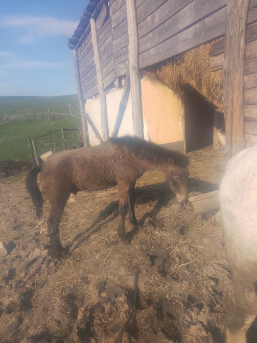 Vând Armăsar 5 luni semigreu