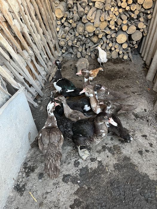 Продам уток 2-х месячных