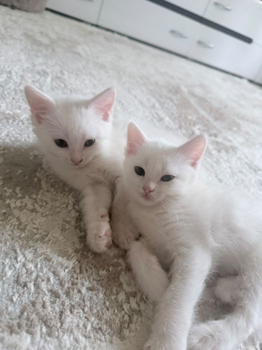 Котята, мальчик и девочка