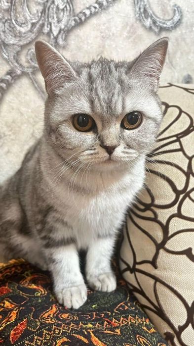 Продаётся Кошка Лакки
